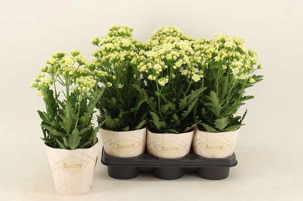 Picture of KALANCHOE BLOSSFELDIANA SUNNY WHITE