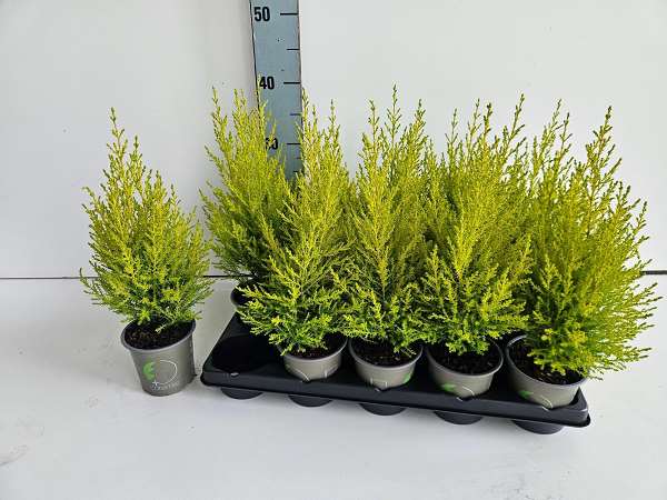 Picture of Cupressus macrocarpa gold crest wilma