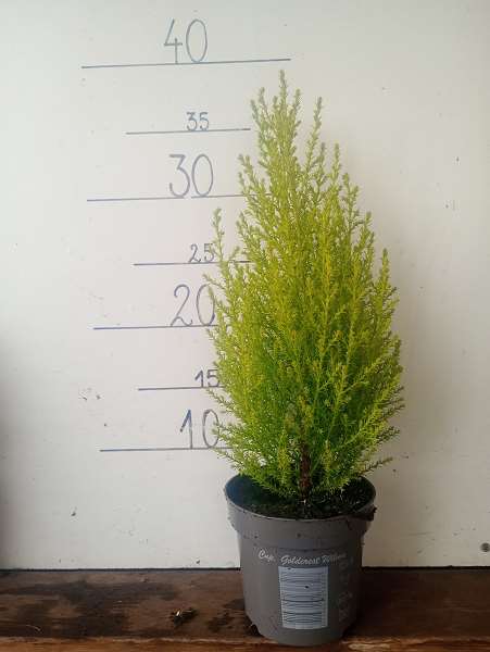 Picture of CUPRESSUS MACROCARPA GOLD CREST WILMA