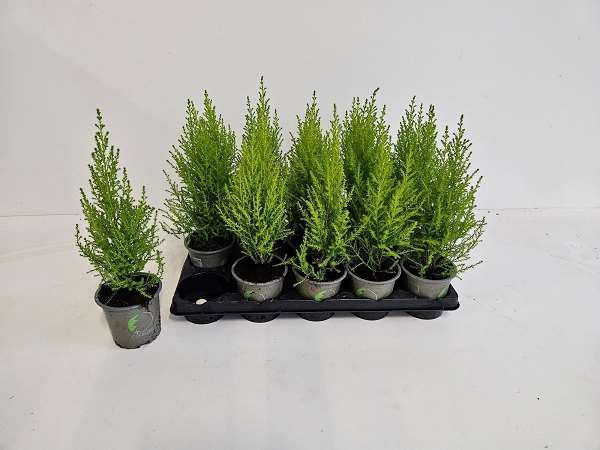 Picture of CUPRESSUS MACROCARPA GOLD CREST WILMA