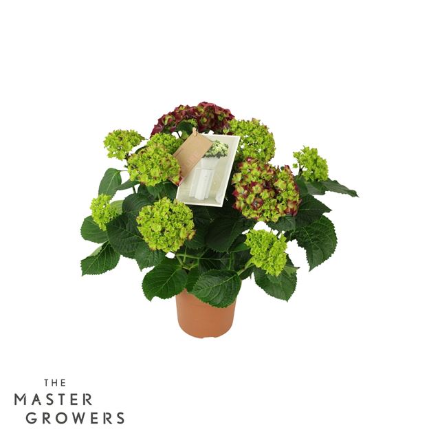 Picture of Hydrangea hi fire 07 fl lila