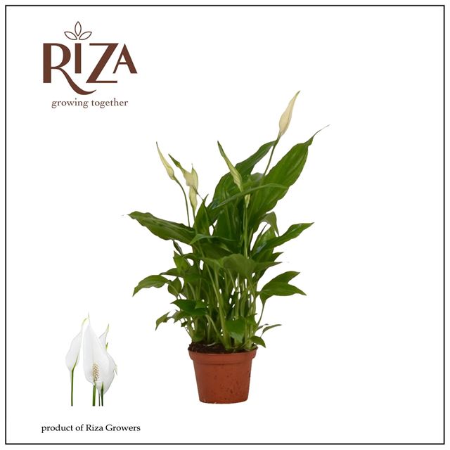 Picture of SPATHIPHYLLUM