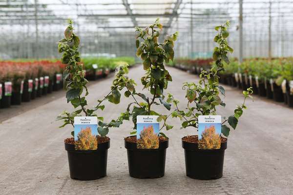 Picture of Parrotia persica