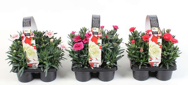 Picture of DIANTHUS CARYOPHYLLUS MIX 04-PACK