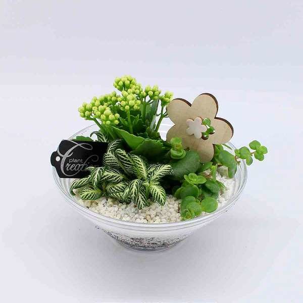 Picture of PLANTED ARRANGEMENT IN GLASS BOWL