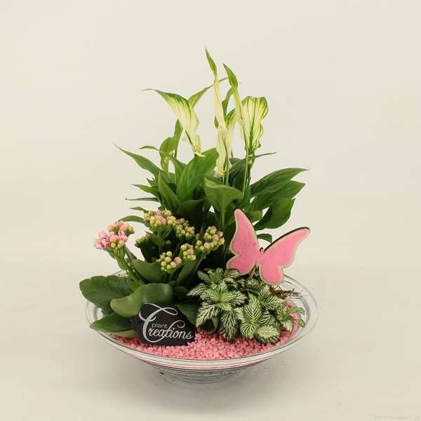 Picture of PLANTED ARRANGEMENT PINK IN GLASS BOWL
