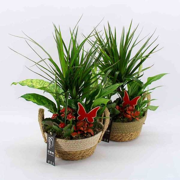 Picture of PLANTED ARRANGEMENT RED IN WICKER BASKET