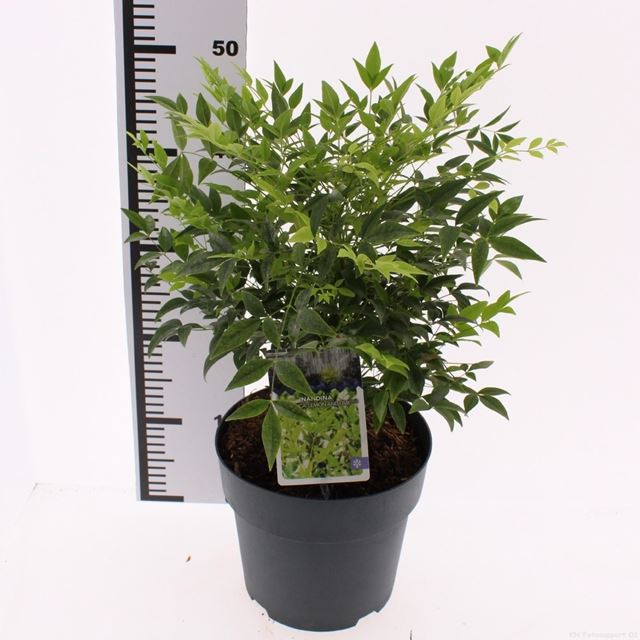 Picture of Nandina domestica lemon and lime