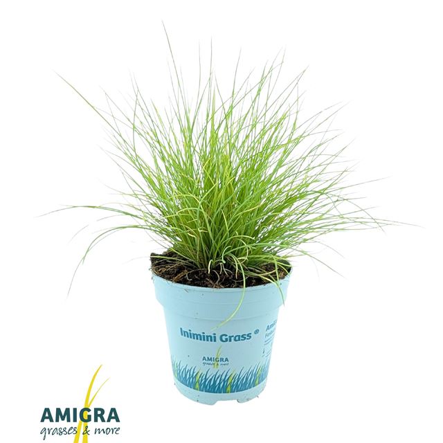 Picture of Festuca glauca amigold