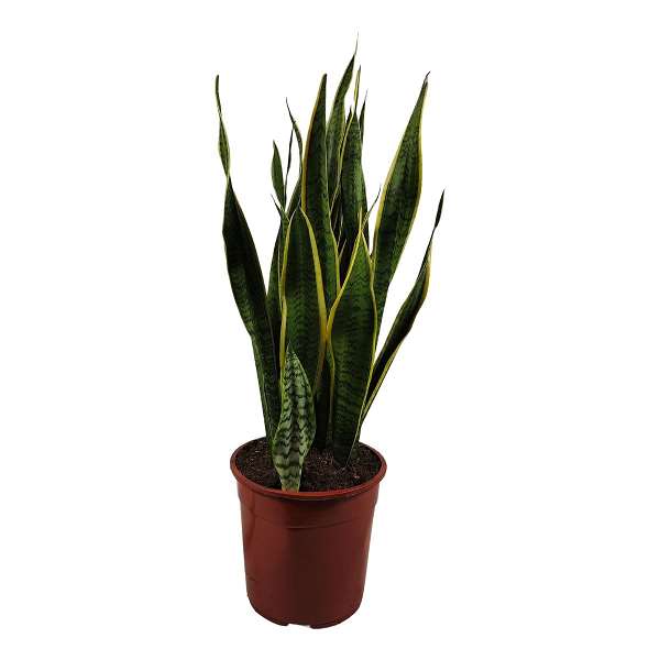 Picture of SANSEVIERIA TRIFASCIATA LAURENTII