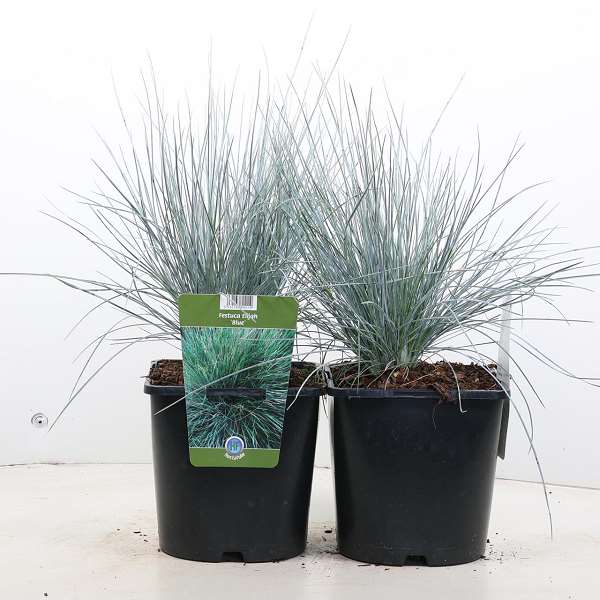 Picture of FESTUCA GLAUCA ELIJAH BLUE