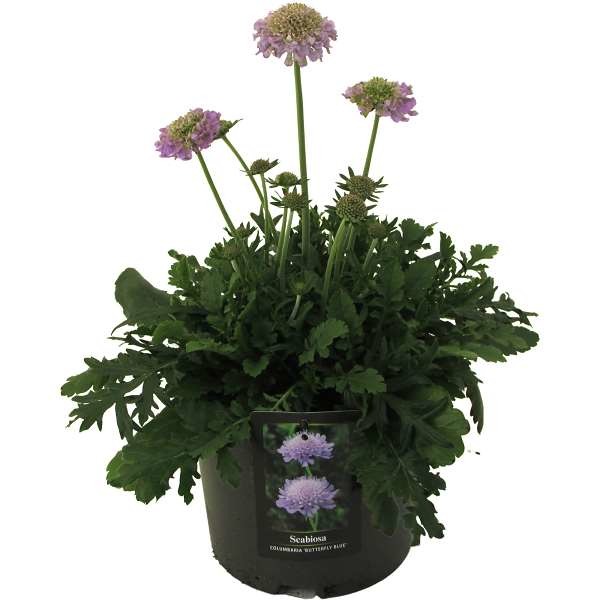 Picture of SCABIOSA COLUMBARIA BUTTERFLY BLUE