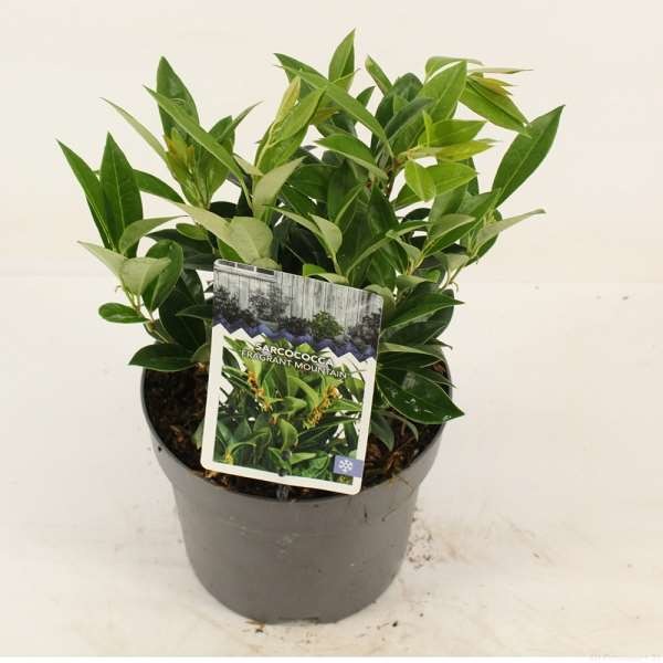 Picture of SARCOCOCCA HUMILIS FRAGRANT MOUNTAIN