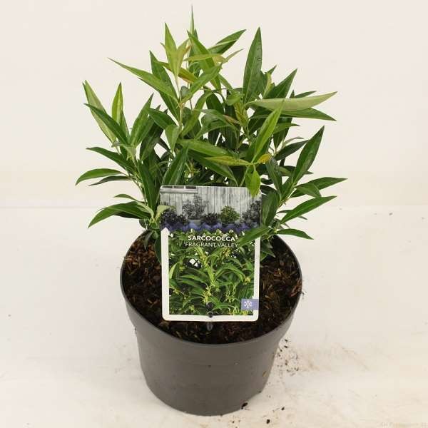 Picture of SARCOCOCCA HUMILIS FRAGRANT VALLEY