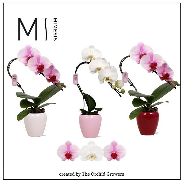 Picture of PHALAENOPSIS 01-STEM SWAN MIX IN CERAMIC