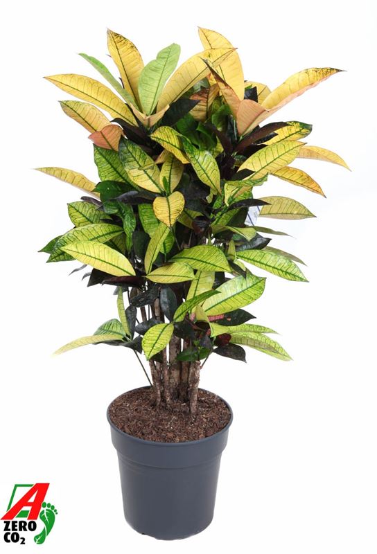 Picture of CODIAEUM MRS. ICETON BRANCHED