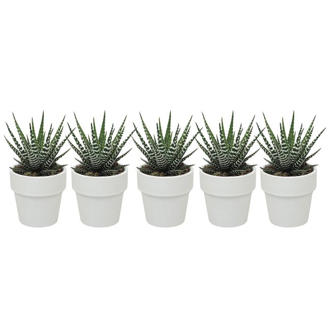 Picture of Haworthia big band in ceramic