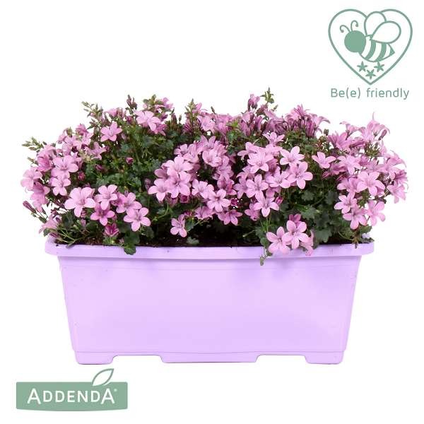 Picture of CAMPANULA AMBELLA PINK IN WINDOWBOX
