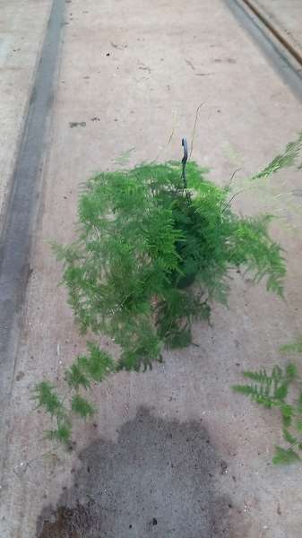 Picture of ASPARAGUS SETACEUS PLUMOSUS IN HANGING BASKET