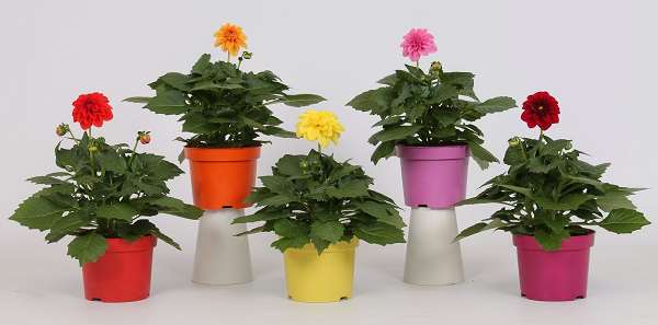 Picture of DAHLIA ROYAL MIXTRAY COLOUR CODED POT