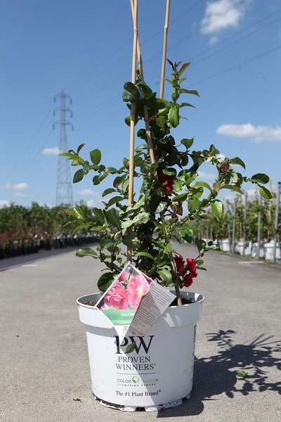 Picture of Chaenomeles speciosa  pink storm  proven winners 