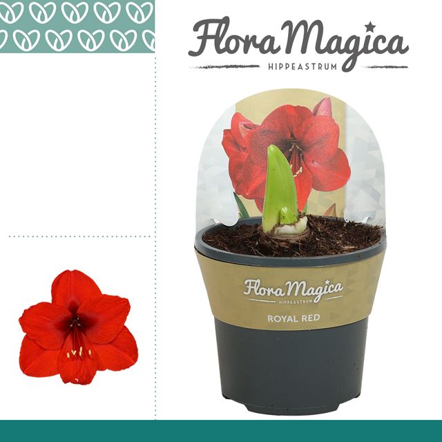 Picture of HIPPEASTRUM (AMARYLLIS) 02-FL ROYAL RED POTCOVER