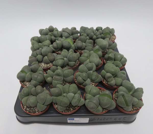 Picture of PLEIOSPILOS NELLI