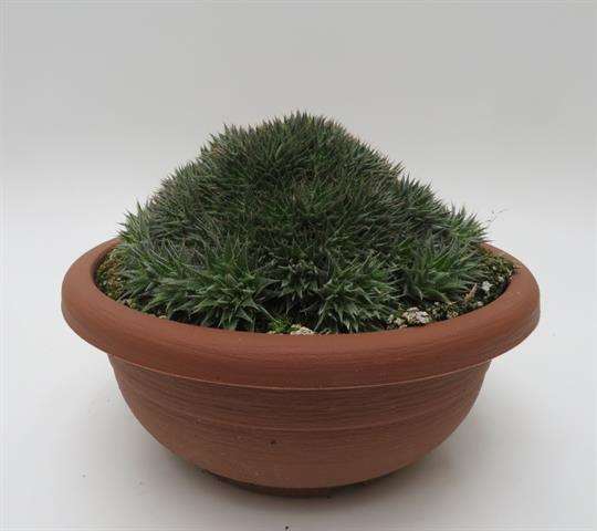 Picture of ABROMEITIELLA BREVIFOLIA BOWL