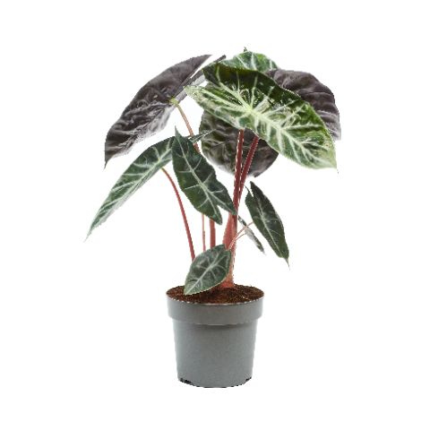 Picture of ALOCASIA CUCULLATA PINK DRAGON