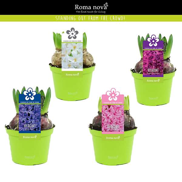Picture of HYACINTHUS ORIENTALIS 03BULBS MIX