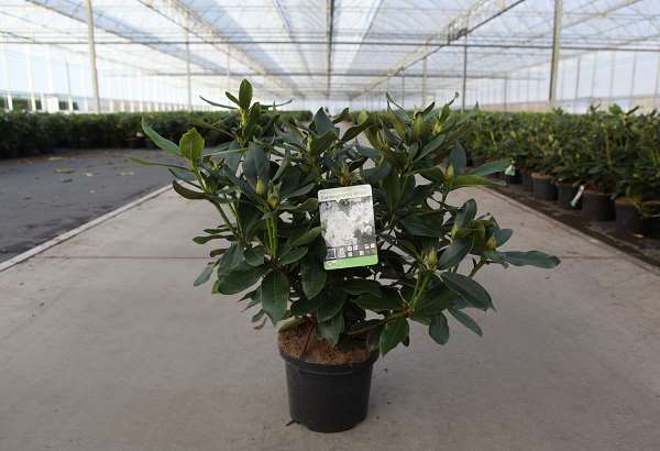 Picture of Rhododendron cunningham's white