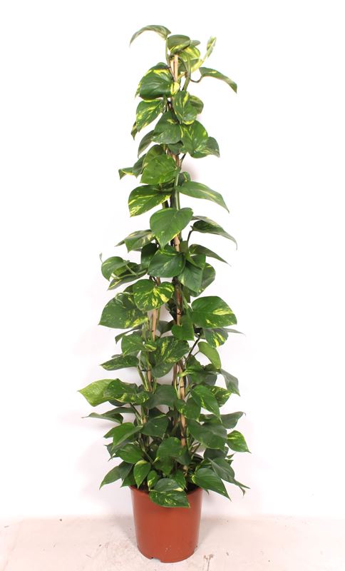 Picture of EPIPREMNUM AUREUM PYRAMID