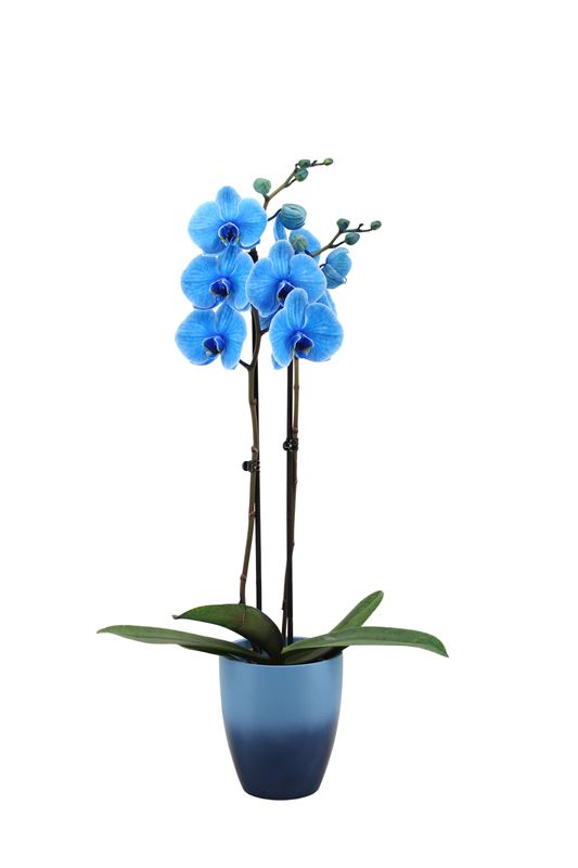 Picture of PHALAENOPSIS 02-STEM ROYAL BLUE IN CERAMIC