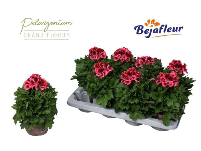 Picture of Pelargonium grandiflorum kate