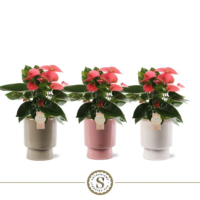 Picture of Anthurium pink in ceramic toulouse