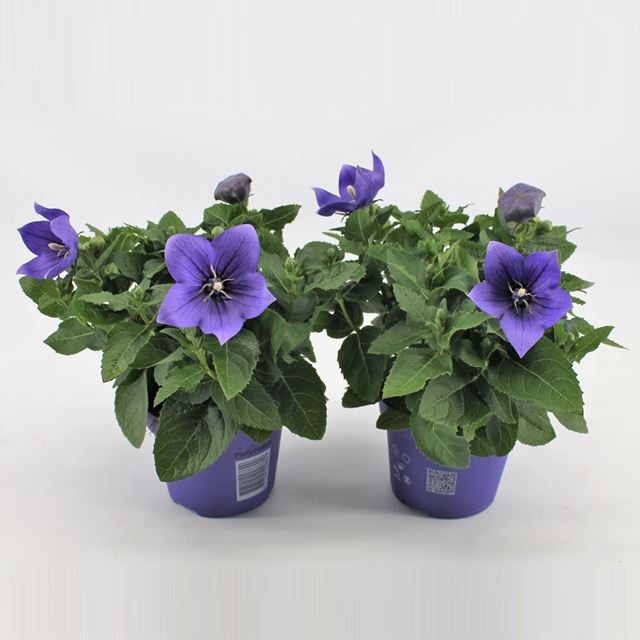 Picture of Platycodon grandiflorus blue