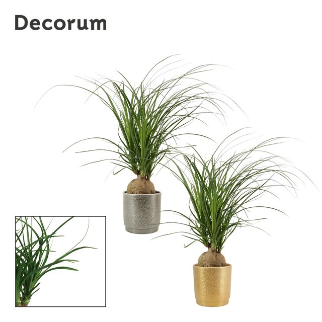 Picture of BEAUCARNEA BALL IN CERAMIC