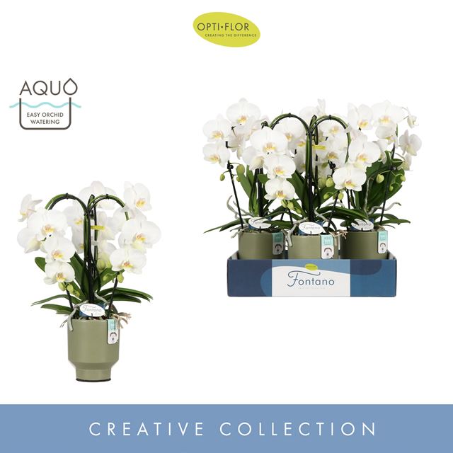 Picture of PHALAENOPSIS 03-STEM FONTANO BELLAGIO IN CERAMIC