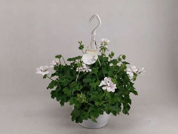 Picture of Pelargonium marcada white hanging basket