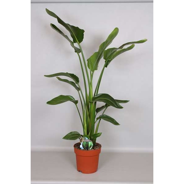 Picture of STRELITZIA NICOLAI