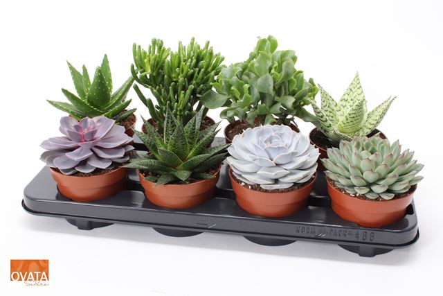 Picture of SUCCULENT MIX ROCK