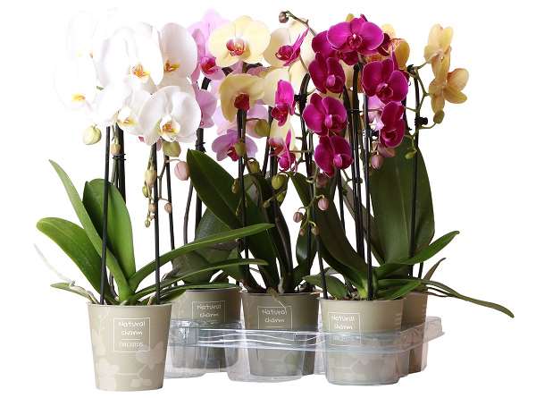 Picture of PHALAENOPSIS 01-STEM CASCADE MIX NATURAL CHARM POT