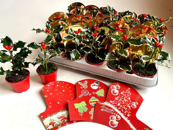 Picture of ILEX ARGENTEA MARGINATA + XMAS COVER