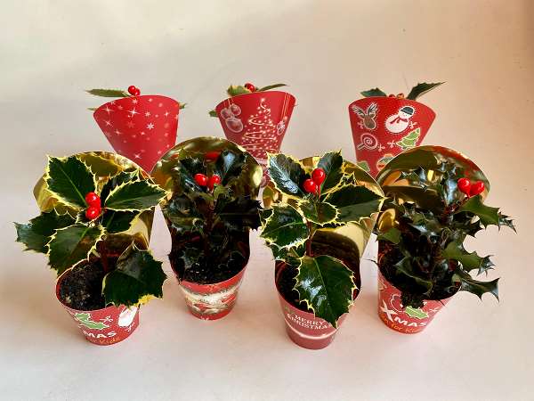 Picture of ILEX AUREA MARGINATA XMAS COVER MIX