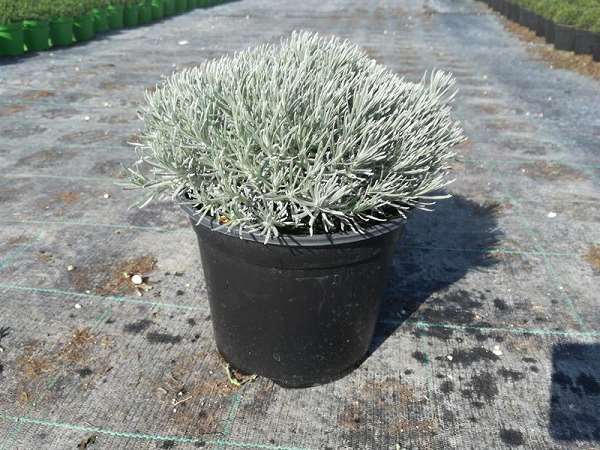 Picture of Helichrysum italicum