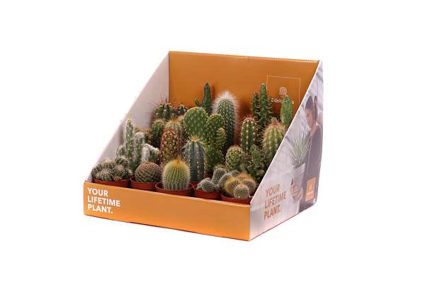 Picture of CACTUS MIX IN SHOWBOX YOUR LIFETIME