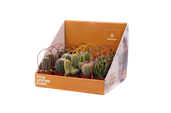 Picture of CACTUS MIX COLOURED HANDLE IN SHOWBOX