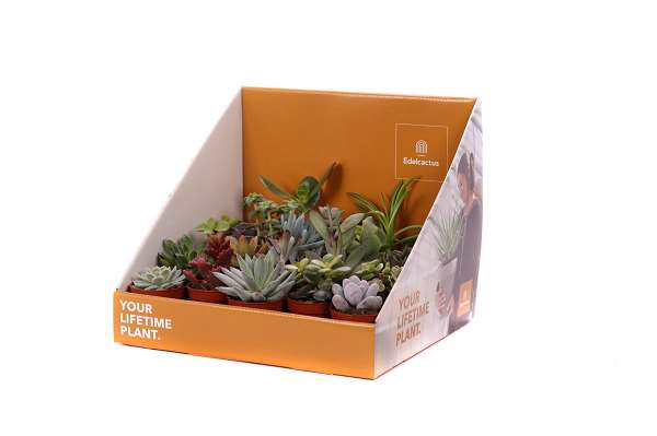 Picture of SUCCULENT MIX IN SHOWBOX YOUR LIFETIME