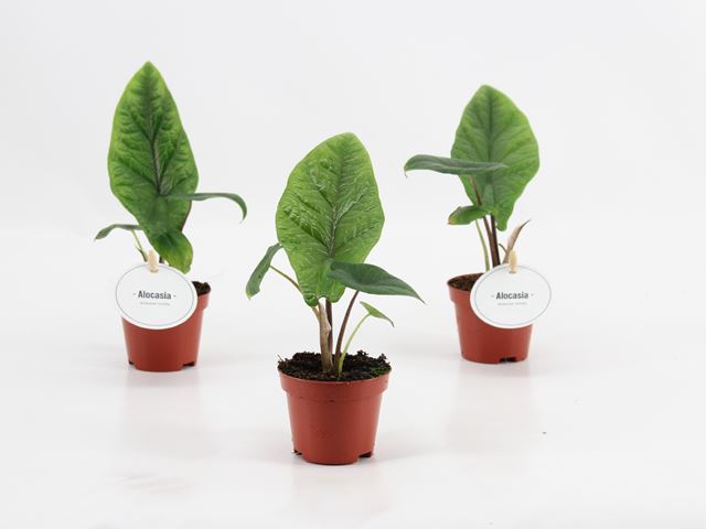 Picture of ALOCASIA SCALPRUM