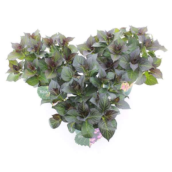 Picture of Hydrangea macr  'black diamond' c 5l